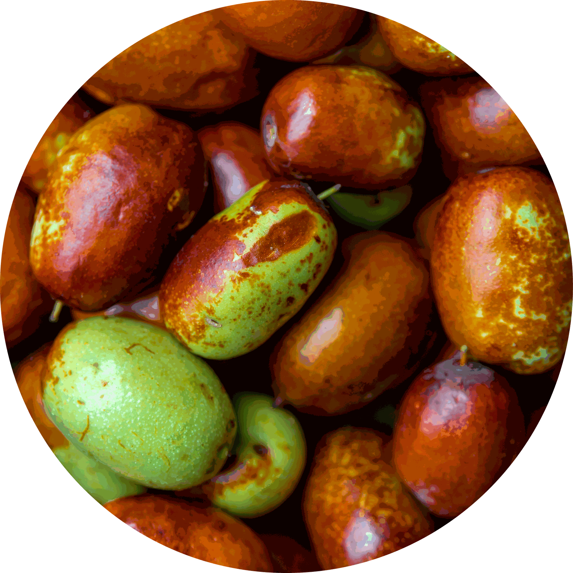 Jojoba