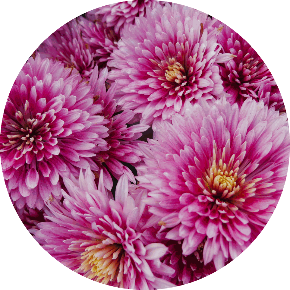 Chrysanthème