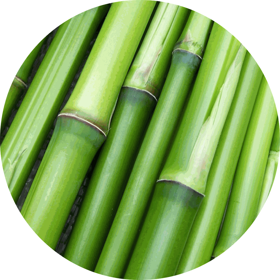 Bamboo